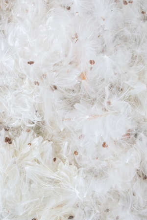 Minimal natural texture made of common milkweed fluffy seed hairs. Trendy flat lay plant pattern. Fur backgrounds concept. Close up of white feathers.の写真素材