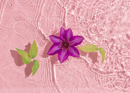 Decorative natural pattern with green leaves and purple-red clematis flower in full bloom floating...
