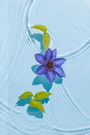 Star-shaped deep purple flower of clematis vine plant and green leaves float in water. Pastel blue...