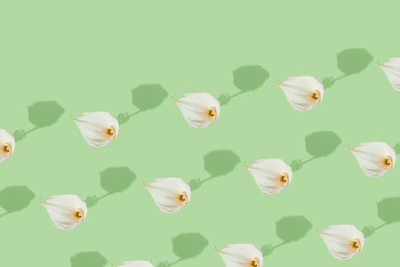 Decorative natural pattern with pastel white flowers Zantedeschia aethiopica or Calla  Lily in full bloom on isolated green background. Greeting card concept. Minimal flat lay.の写真素材