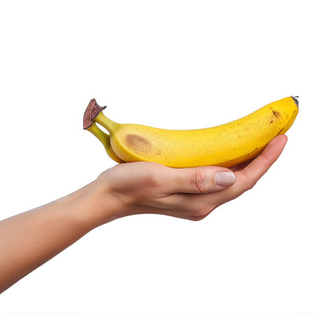 Female hand holding ripe yellow banana isolated on white background. Concept of healthy eating, tropical fruit or vegetarijan raw food diet. Source of carbs, potassium, vitamin b6.の素材