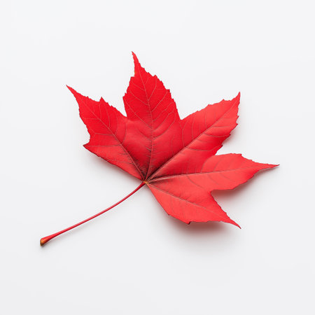 Red maple fallen leaf isolated on white background. Flat lay, top view. Minimal autumn concept.の素材