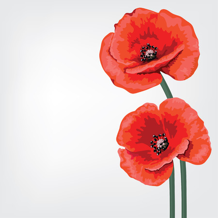 Red poppy  Summer background のイラスト素材