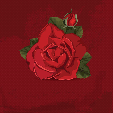 Vintage card with red rose のイラスト素材