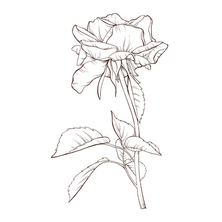 Vector rose flower isolated on white background. Element for design. Hand-drawn contour lines and strokes.のイラスト素材