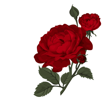 Beautiful rose isolated on white. Red rose. Perfect for background greeting cards and invitations of the wedding, birthday, Valentine's Day, Mother's Day.のイラスト素材