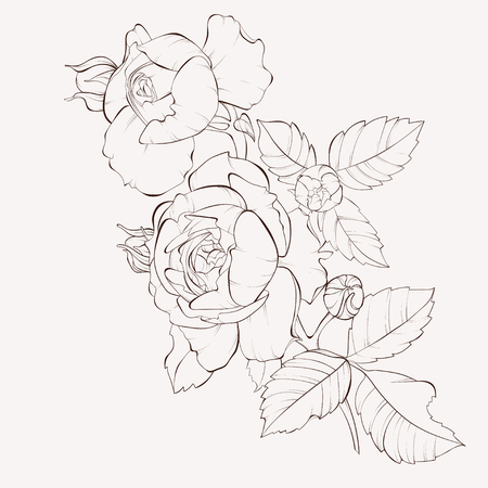 Blossoming rose flowers on white. Vector illustration. Perfect for background greeting cards and invitations of the wedding, birthday, Valentine's Day, Mother's Day.のイラスト素材