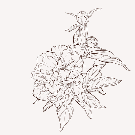 Vector peony flower isolated on white background. Element for design. Hand-drawn contour lines and strokes.のイラスト素材