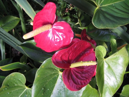 Tropical Flowerの写真素材