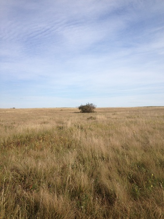 Isolated bush in prairie field with white clouds and blue sky background.の写真素材