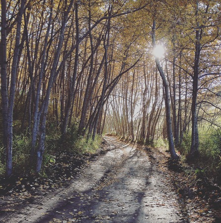Autumn forest trail landscape with sunlight shining through tall trees along forest trail with tall trees and leaves along path. Tree shadows and sun behind tree branches.の写真素材