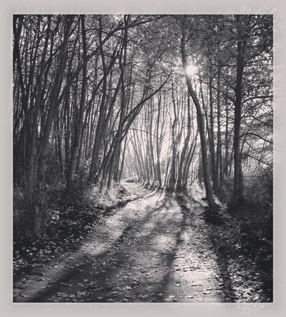 Black and white forest trail landscape with sunlight shining through tall trees along forest trail with tall trees and leaves along path. Tree shadows and sun behind tree branches.の写真素材
