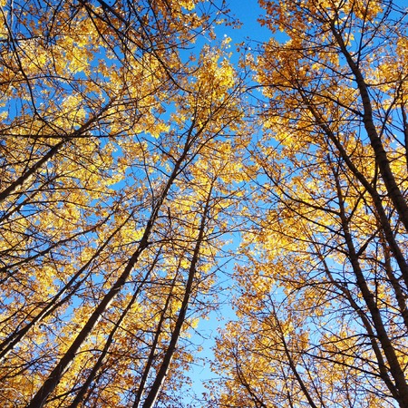 Golden autumn forest trees and blue sky. Looking up through tall autumn trees with golden yellow leaves to bright clear blue sky.の写真素材