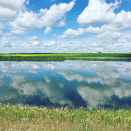 Summer farm landscape with calm water in foreground and reflections of blue sky and white clouds on water. Yellow and green fields in background. Canola farm field.の写真素材