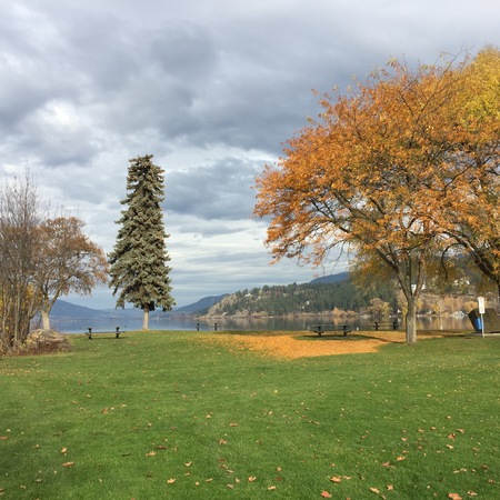 Autumn trees and orange leaves on green grass with lake, hills and cloudy sky background.の写真素材