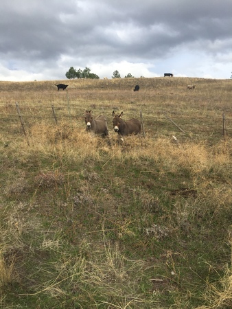 Closeup of two donkeys behind fence with farm field and cows grazing in grass in background.の写真素材