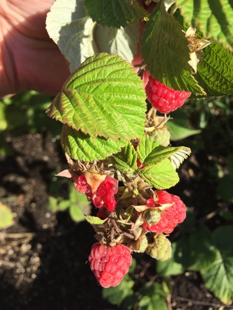 Closeup of fresh red organic raspberries with hand in background holding branches.の写真素材