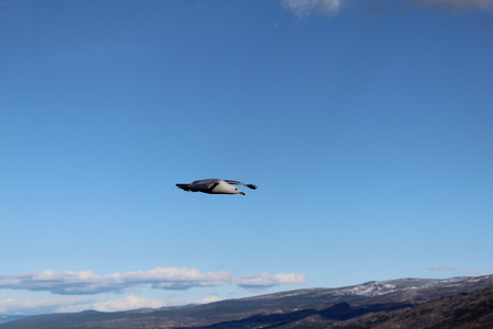 Closeup of seagull gliding in sky with blue sky, mountains and white clouds background.の写真素材