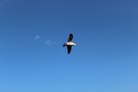 Seagull flying high in clear blue sky. Single bird in flight.の写真素材