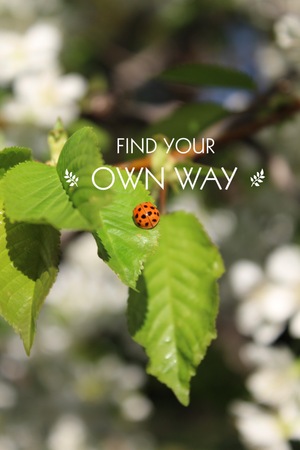 Conceptual image with closeup of ladybug on green leaf with white flower blossoms blurred in background.の写真素材