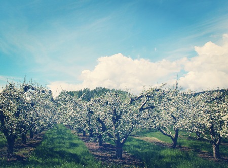 Apple orchard with blooming flowers in lush green field with blue sky and white clouds backgroundの写真素材