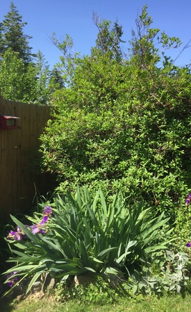 Perennials in bloom. Purple irises in garden with trees and clear blue sky background. Red birdhouse hanging on wooden fence.の写真素材