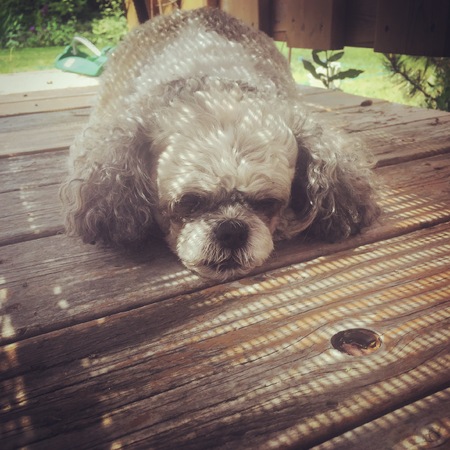 Closeup of small cute dog laying down on rustic wooden deck with sunlight and shadows on puppy dog. Garden in background.の写真素材