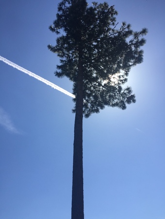 Clear blue sky with tall pine tree, cloud and sunlight through tree branchesの写真素材