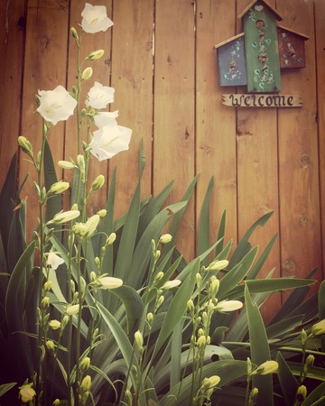 Closeup of blooming white flowers and tall leaves with wooden bird house sign on fence in background.の写真素材