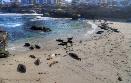 Sea Lions swimming, wading and lying in the sun in La Jolla, California (near San Diego).の写真素材