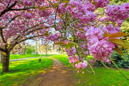 Spring in Hyde Park located in Central London, UK.の写真素材