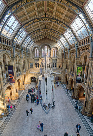 London, United Kingdom - April 17, 2019 - The interior of Natural History Museum and and whale skeleton in London, United Kingdom.のeditorial素材