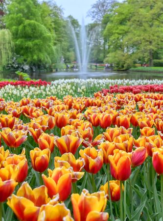 Rows of tulips and other flowers in a garden in the Netherlands.の写真素材