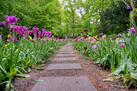 Rows of tulips and other flowers in a garden in the Netherlands.の写真素材