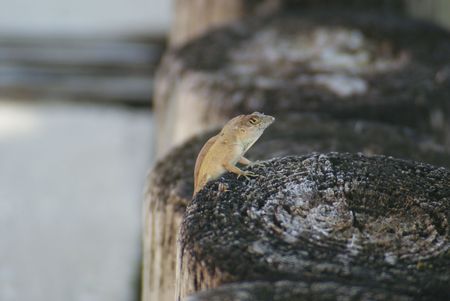Closeup of lizard climbing on weathered wood postの写真素材