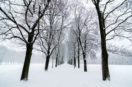 Tree alignment in Vigeland Park, Oslo. Snow covered. Inspiration designの写真素材