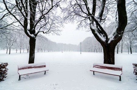 Two benchs in park during a snowfall. Snow covered. Tree alignmentの写真素材
