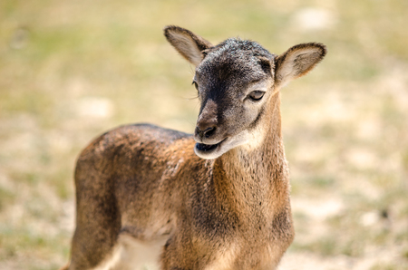 Baby deer cute in a safari trip with a nice expressionの写真素材