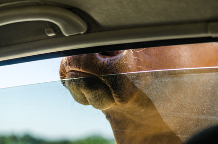 Cow head outside a car window in a safari tripの写真素材