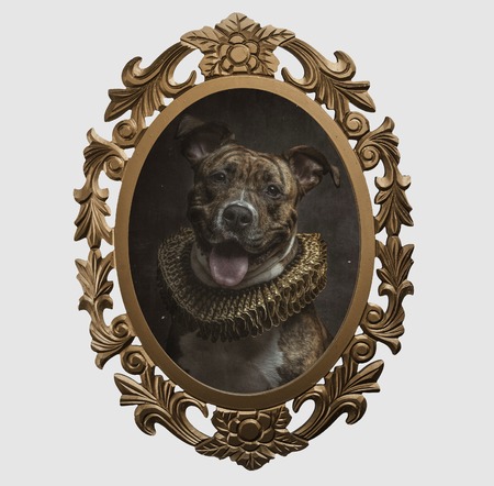 Baroque style dog portraitの写真素材