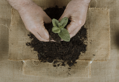 Male hands working with a small plantの写真素材