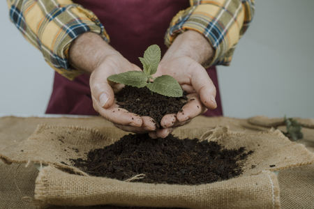 Anonymous gardener holding a small plant with both handsの写真素材
