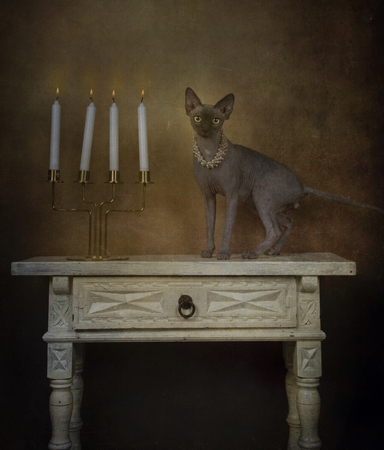 Portrait of sphynx breed cat with pearl necklace raised on a small tableの写真素材