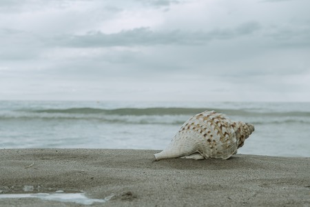 Sea shell laying on the store of the beach giving a relaxing feelingの写真素材