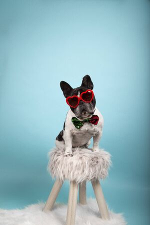 Beautiful french bulldog with red heart-shaped sunglasses and bow tie with bicolor sequins sitting on a stool looking towards camera on blue background. Isolated image. Valentines day concept.の写真素材
