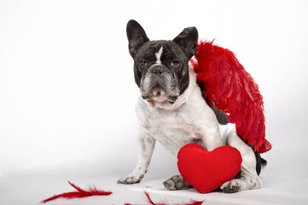Beautiful french bulldog sitting on white background with crimson red feather wings on the back, feathers on the floor and a red heart.の写真素材