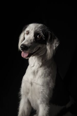 Funny black and white mongrel dog looking towards camera with funny face and half tongue out on black backgroundの写真素材