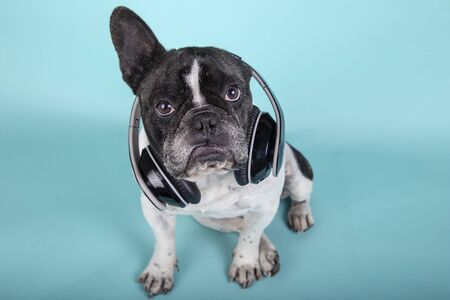 Funny dog french bulldog sitting looking at camera with headphones on blue background Photo taken from above.Technology and musicの写真素材