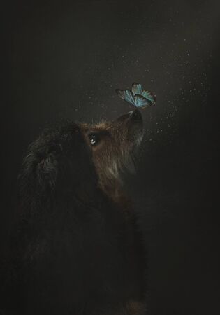 Adorable portrait of a mongrel dog in profile, with a blue butterfly perching on its nose, close-up...
