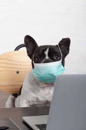 closeup of a french bulldog with medical protective mask working from his computer at home. Isolated image, vertical imageの写真素材
